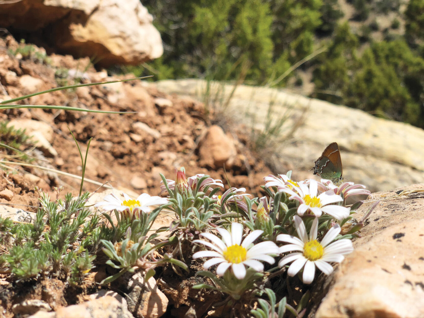 butterfly